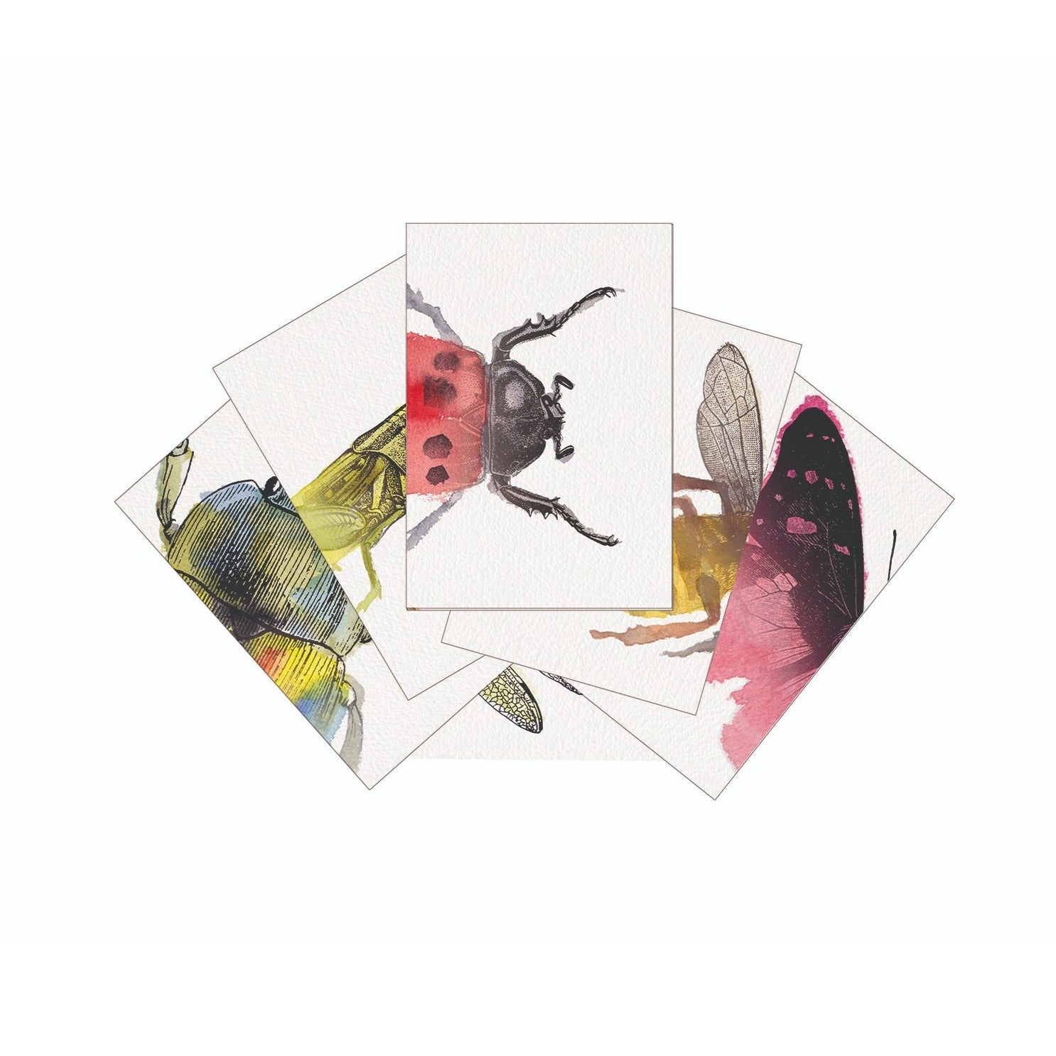 Heads and Tails Match It Cards Insects Mindconnect Australia