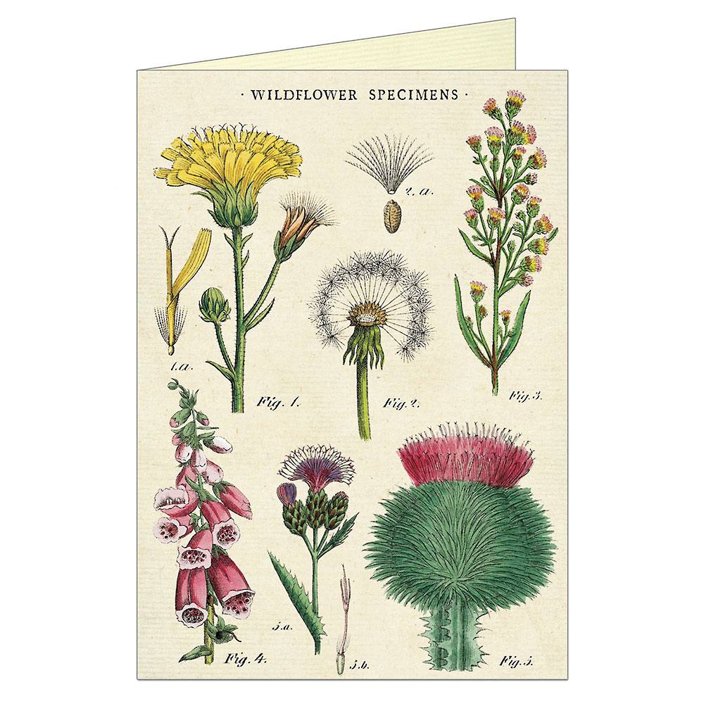 Greeting Card Cavallini and Co - Wildflowers