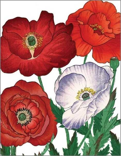 Greeting Card - Poppies
