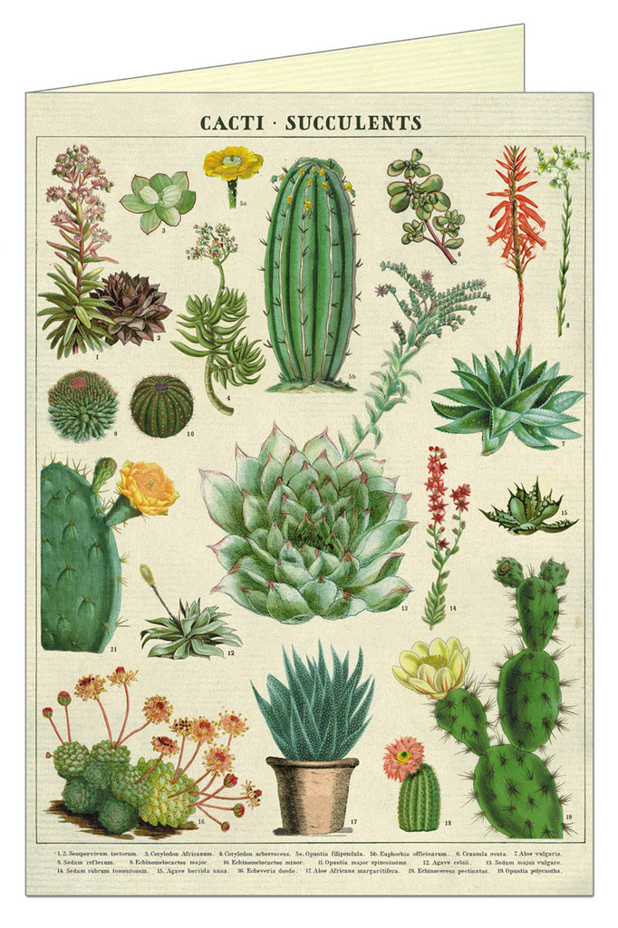 Greeting Card Cavallini and Co - Cacti Succulents