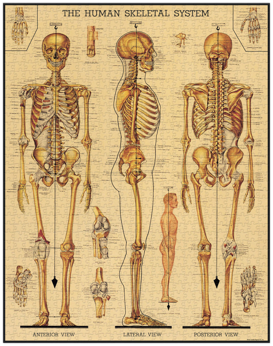 10+ Skeleton Drawing Diagram