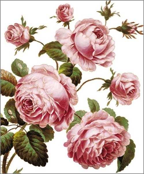 Greeting Card - Province Rose